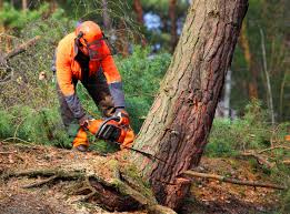  Adamstown, PA Tree Services Pros