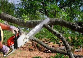 Best Tree Trimming and Pruning  in Adamstown, PA