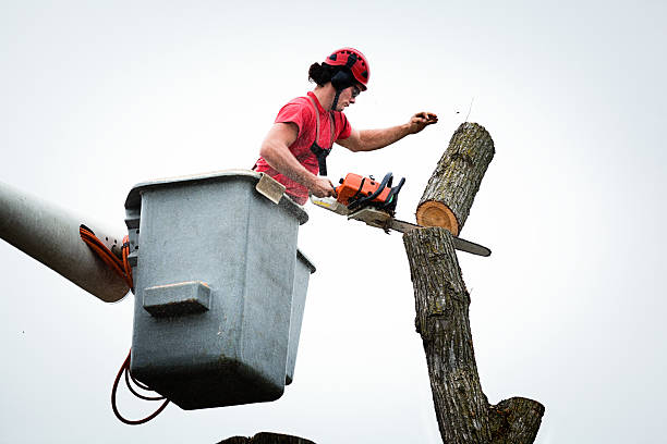 Best Leaf Removal  in Adamstown, PA